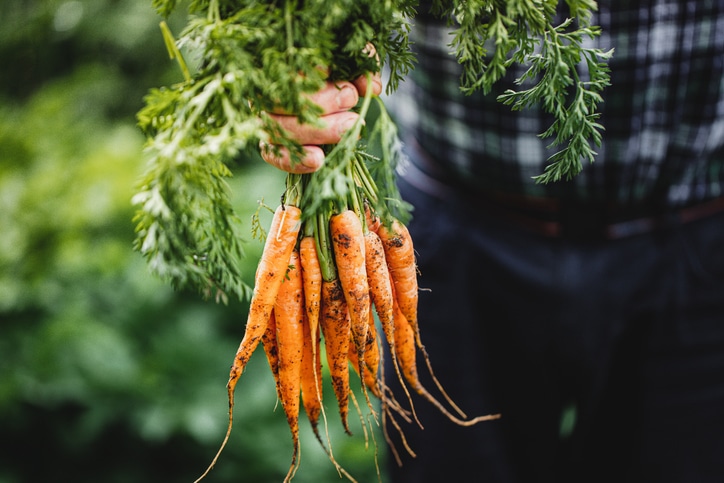 Eating Carrots